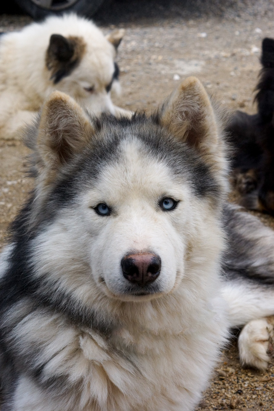 Winter Never Dies Une longue nuit d automne