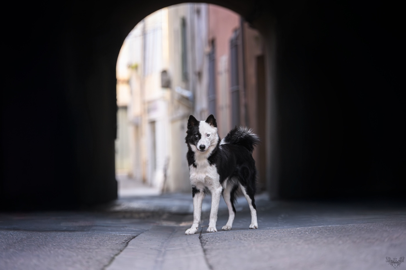 CH. Winter Never Dies Une avalanche d amour