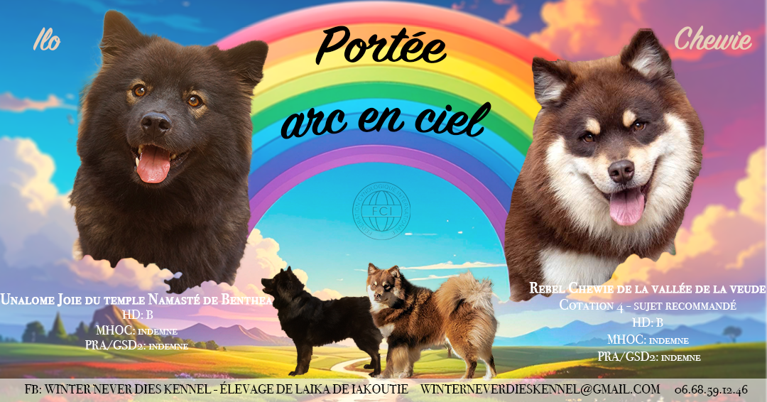 Nous avons des chiots disponibles pour Noël !