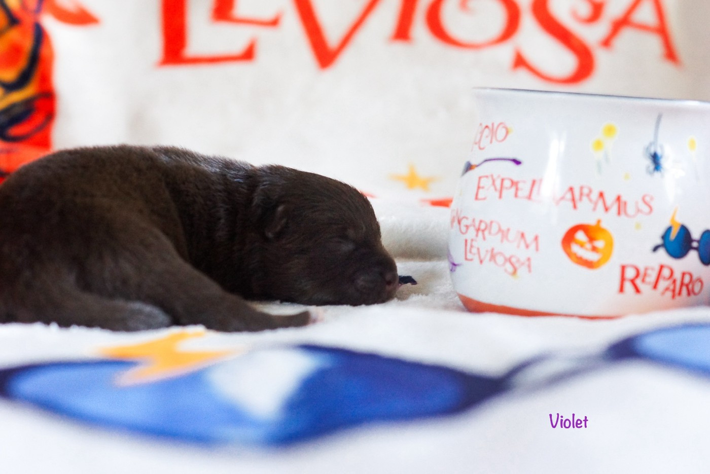 Winter Never Dies - Chiots disponibles - Chien finnois de Laponie