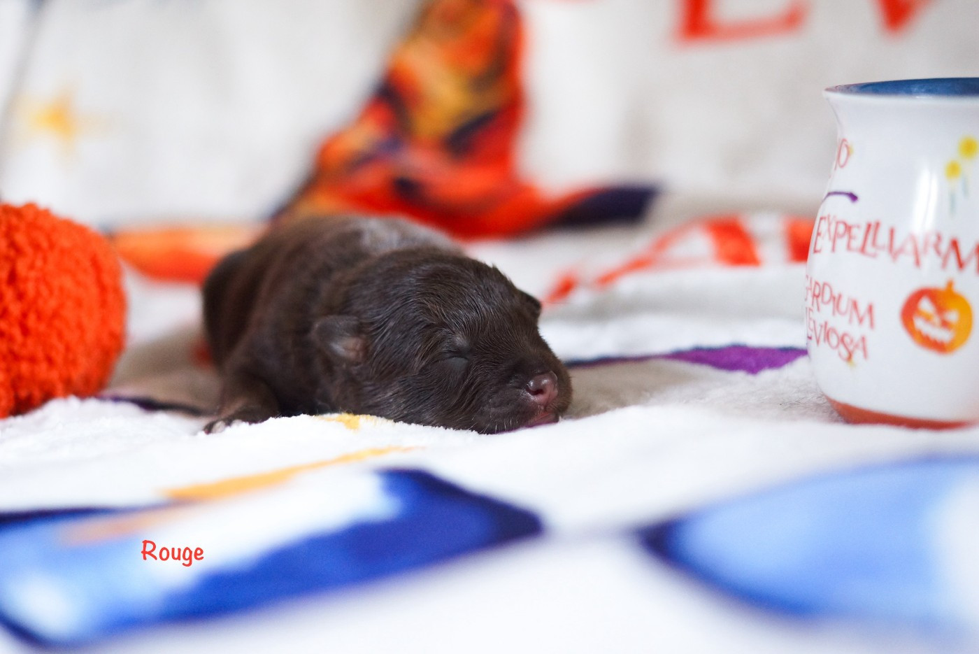 Winter Never Dies - Chiots disponibles - Chien finnois de Laponie