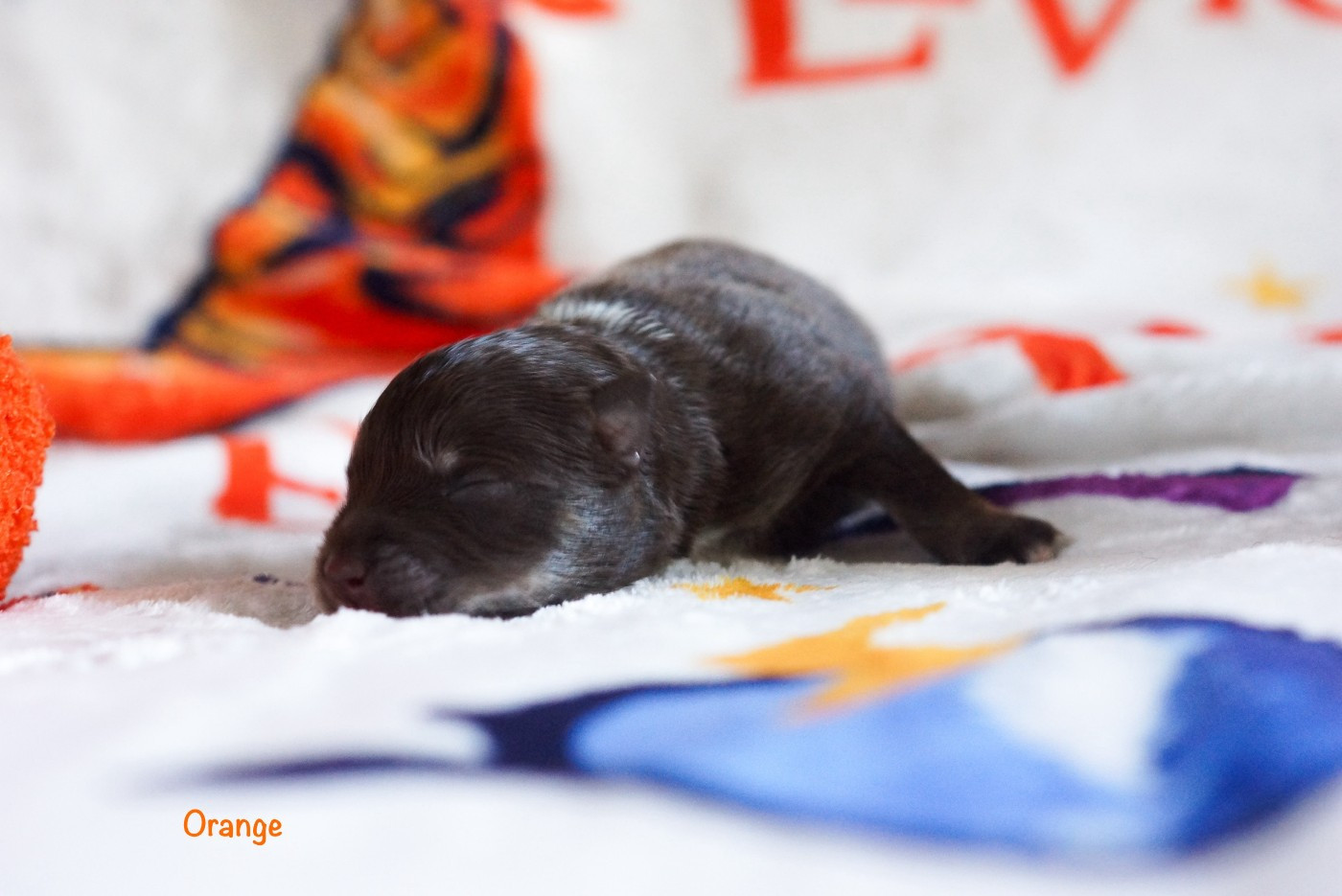 Winter Never Dies - Chiots disponibles - Chien finnois de Laponie