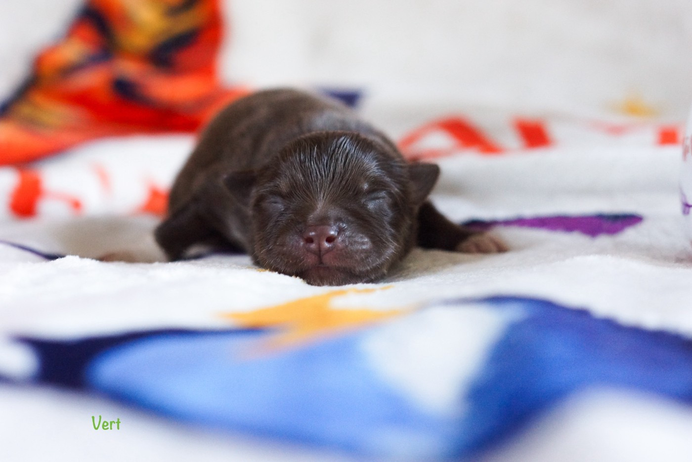 Winter Never Dies - Chiots disponibles - Chien finnois de Laponie