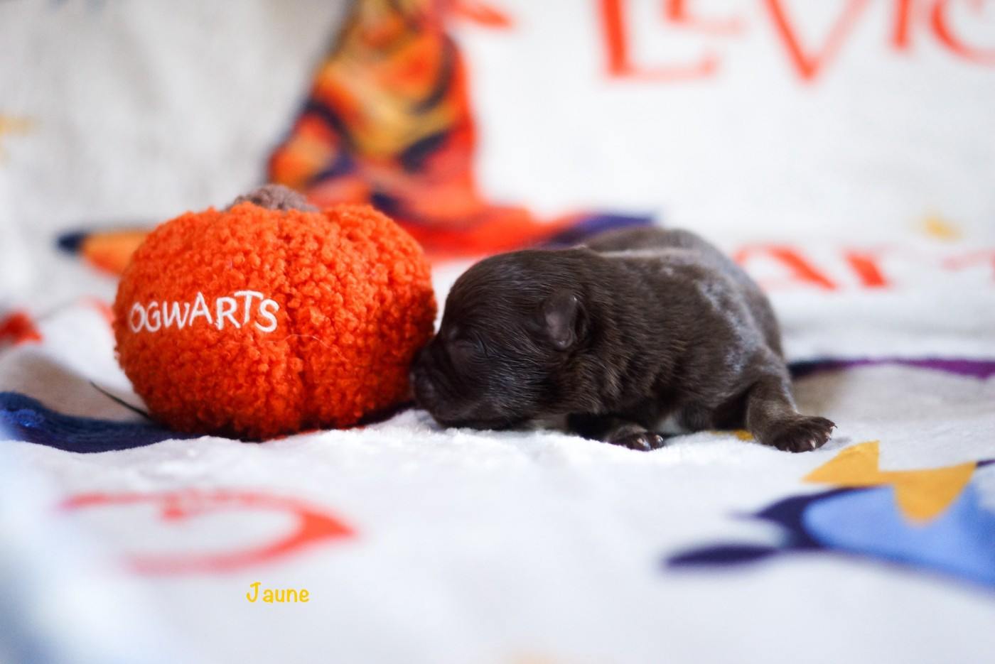 Winter Never Dies - Chiots disponibles - Chien finnois de Laponie