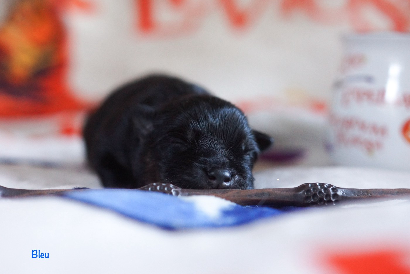 Winter Never Dies - Chiots disponibles - Chien finnois de Laponie