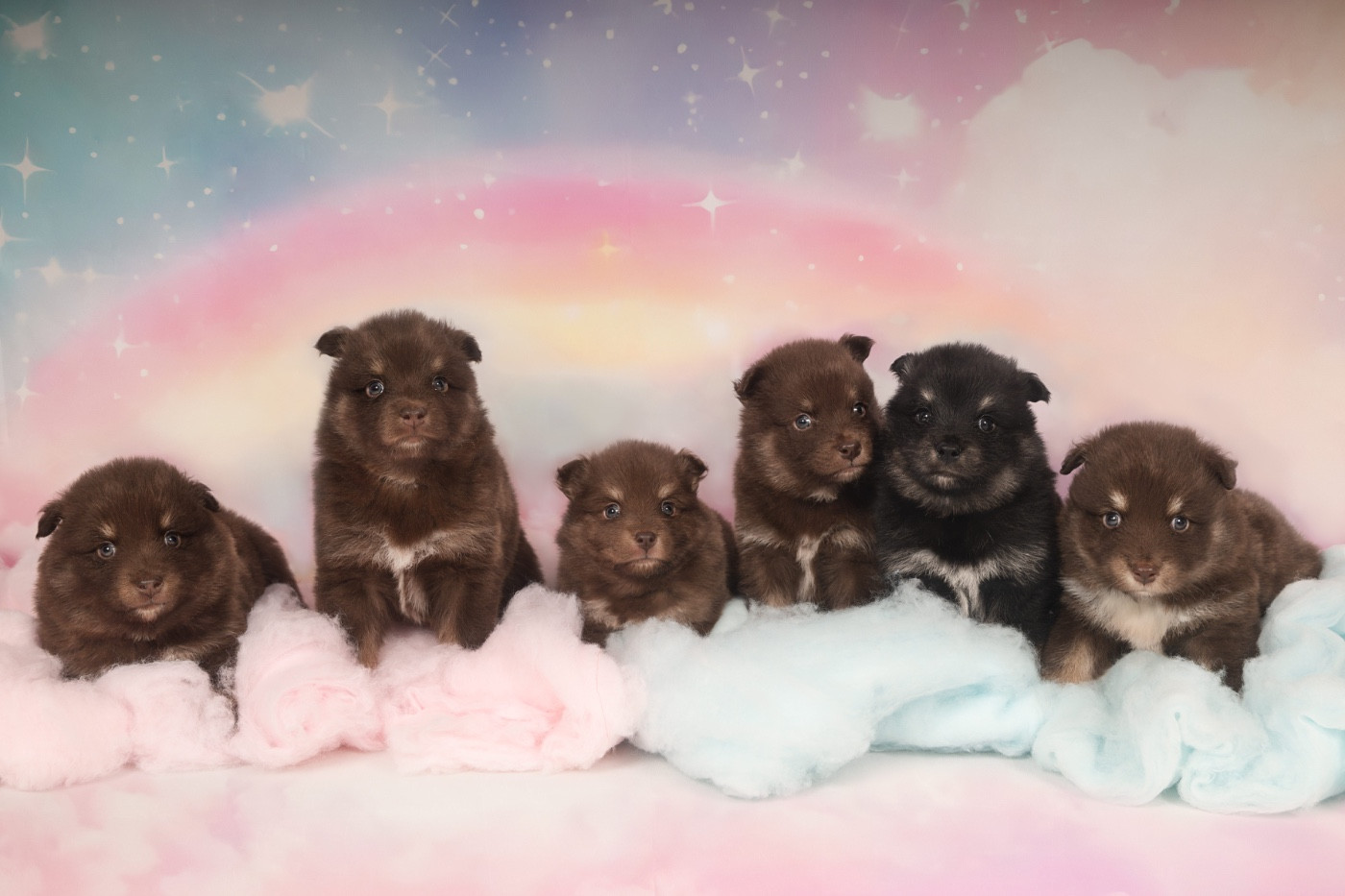 Winter Never Dies - Chien finnois de Laponie - Portée née le 23/10/2025