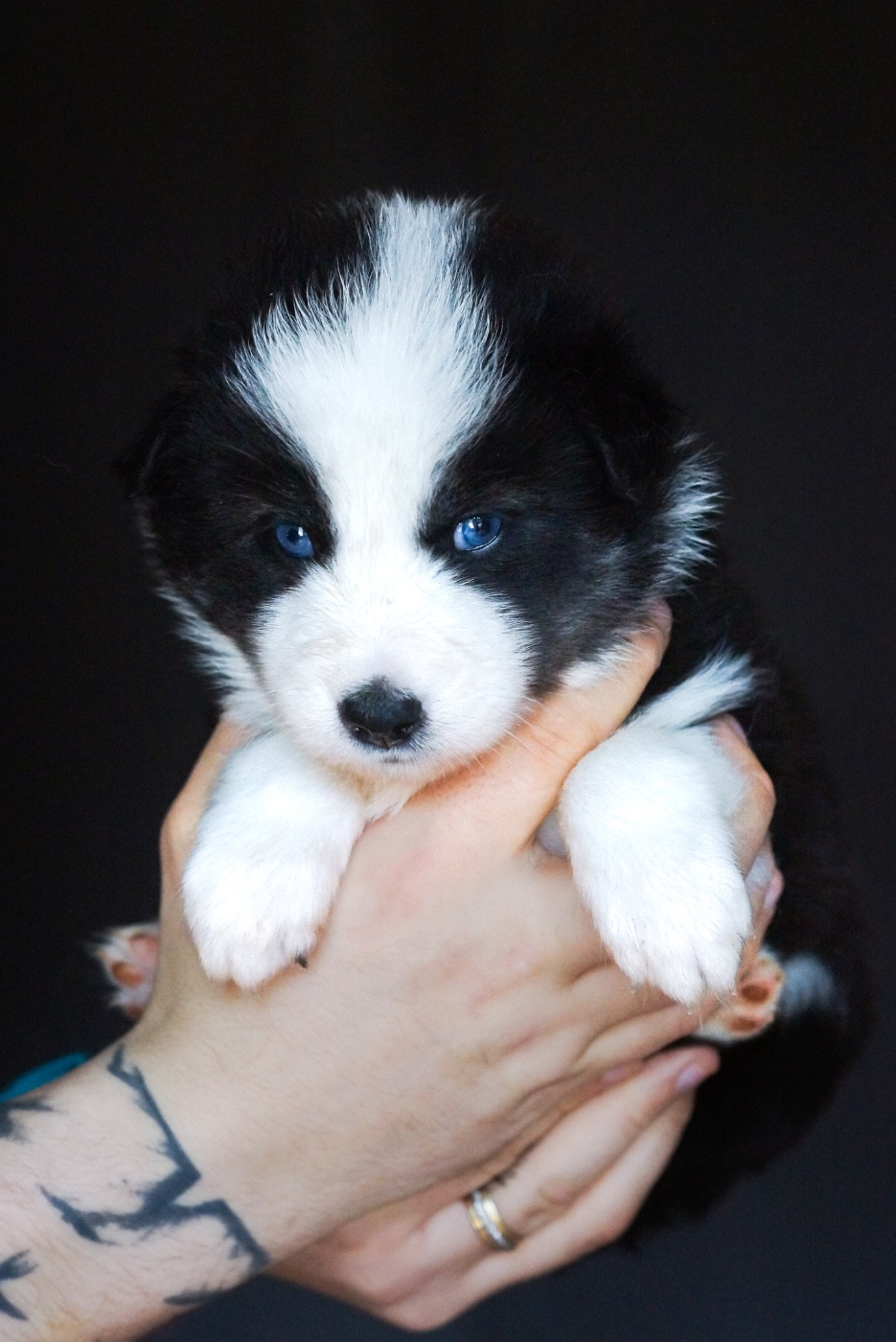 Winter Never Dies - Chiots disponibles - Laika de iakoutie