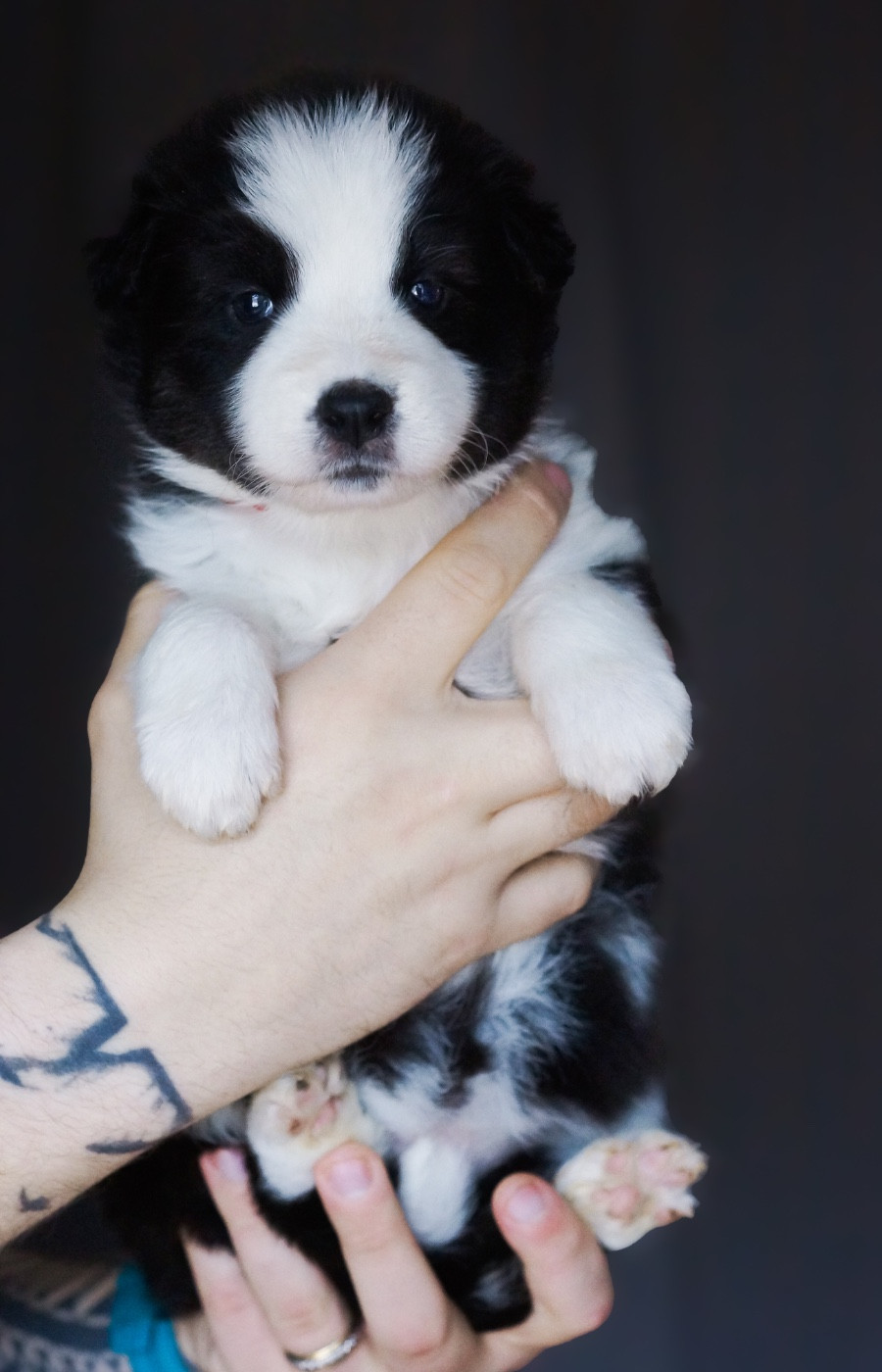 Winter Never Dies - Chiots disponibles - Laika de iakoutie