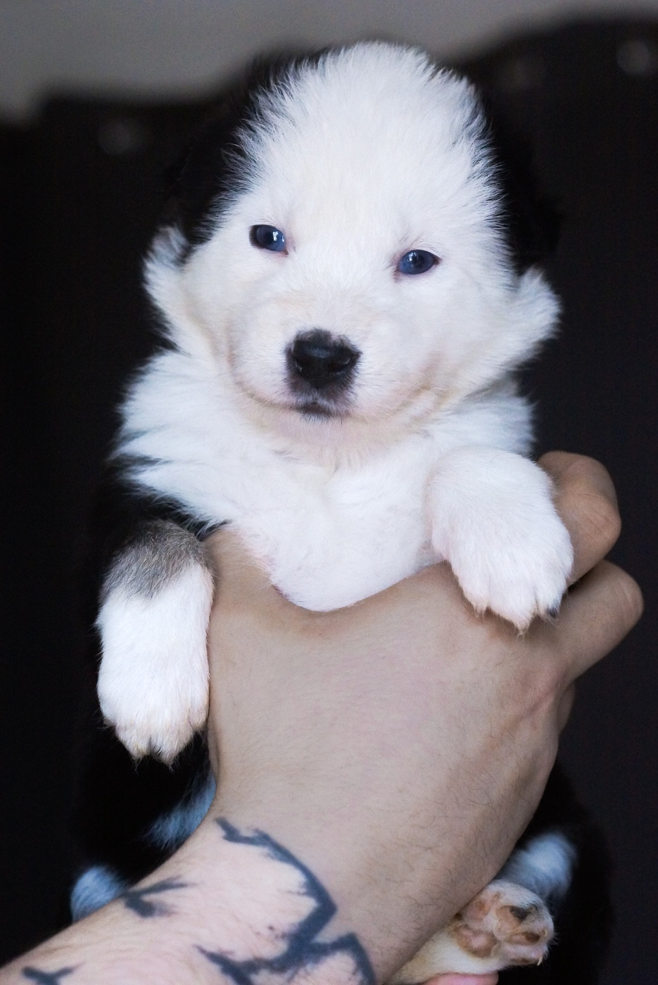 Winter Never Dies - Chiots disponibles - Laika de iakoutie