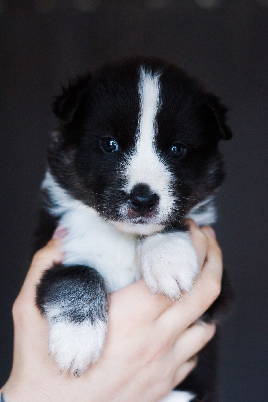 Winter Never Dies - Chiots disponibles - Laika de iakoutie