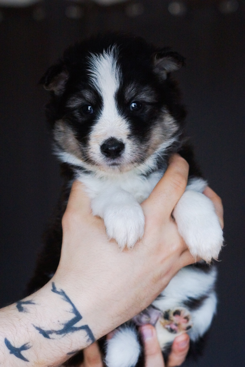 Winter Never Dies - Chiots disponibles - Laika de iakoutie