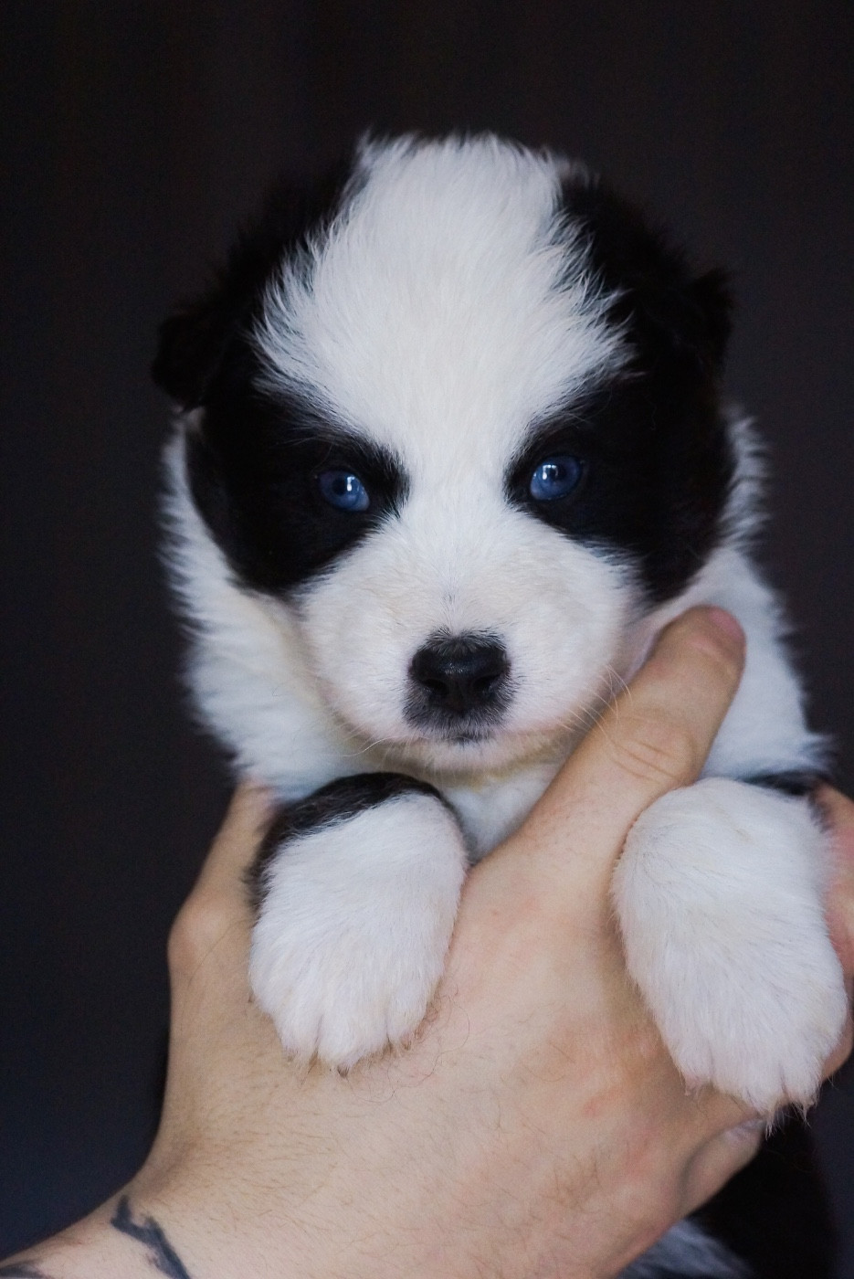 Winter Never Dies - Chiots disponibles - Laika de iakoutie