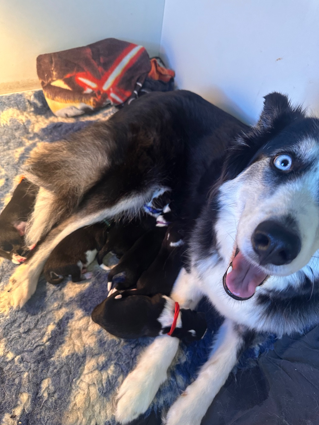 Winter Never Dies - Laika de iakoutie - Portée née le 07/02/2026