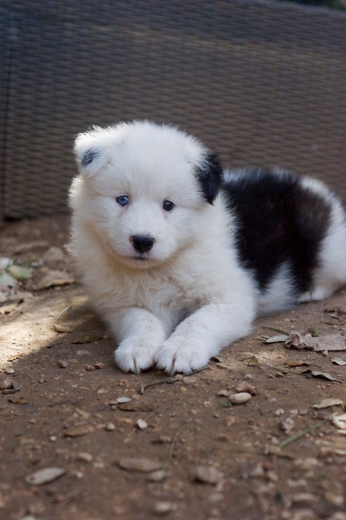 Winter Never Dies - Chiots disponibles - Laika de iakoutie