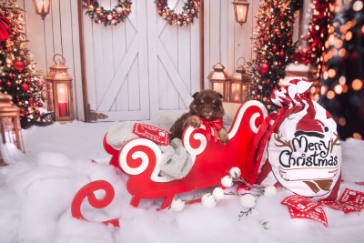 Arc en ciel de violet