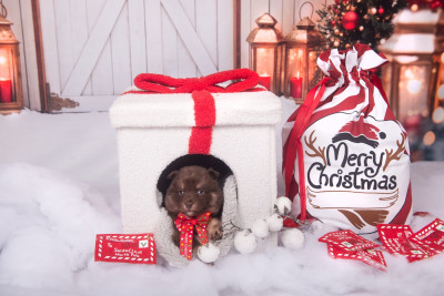 Arc en ciel en Jaune